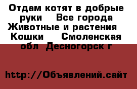 Отдам котят в добрые руки. - Все города Животные и растения » Кошки   . Смоленская обл.,Десногорск г.